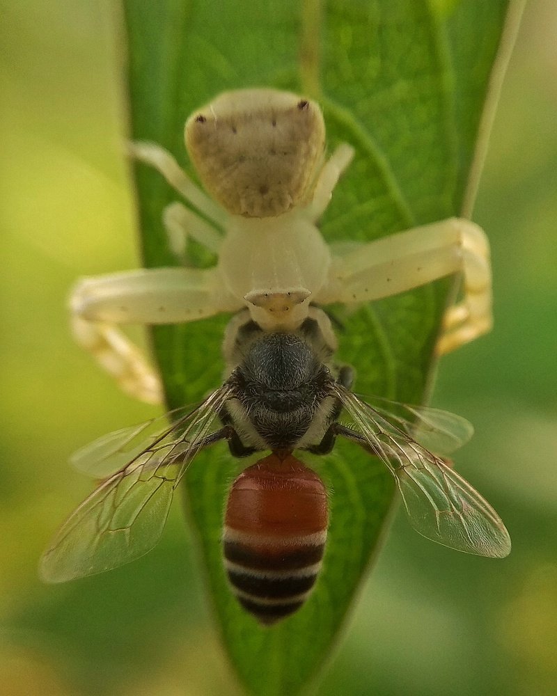 Hunting on leaf