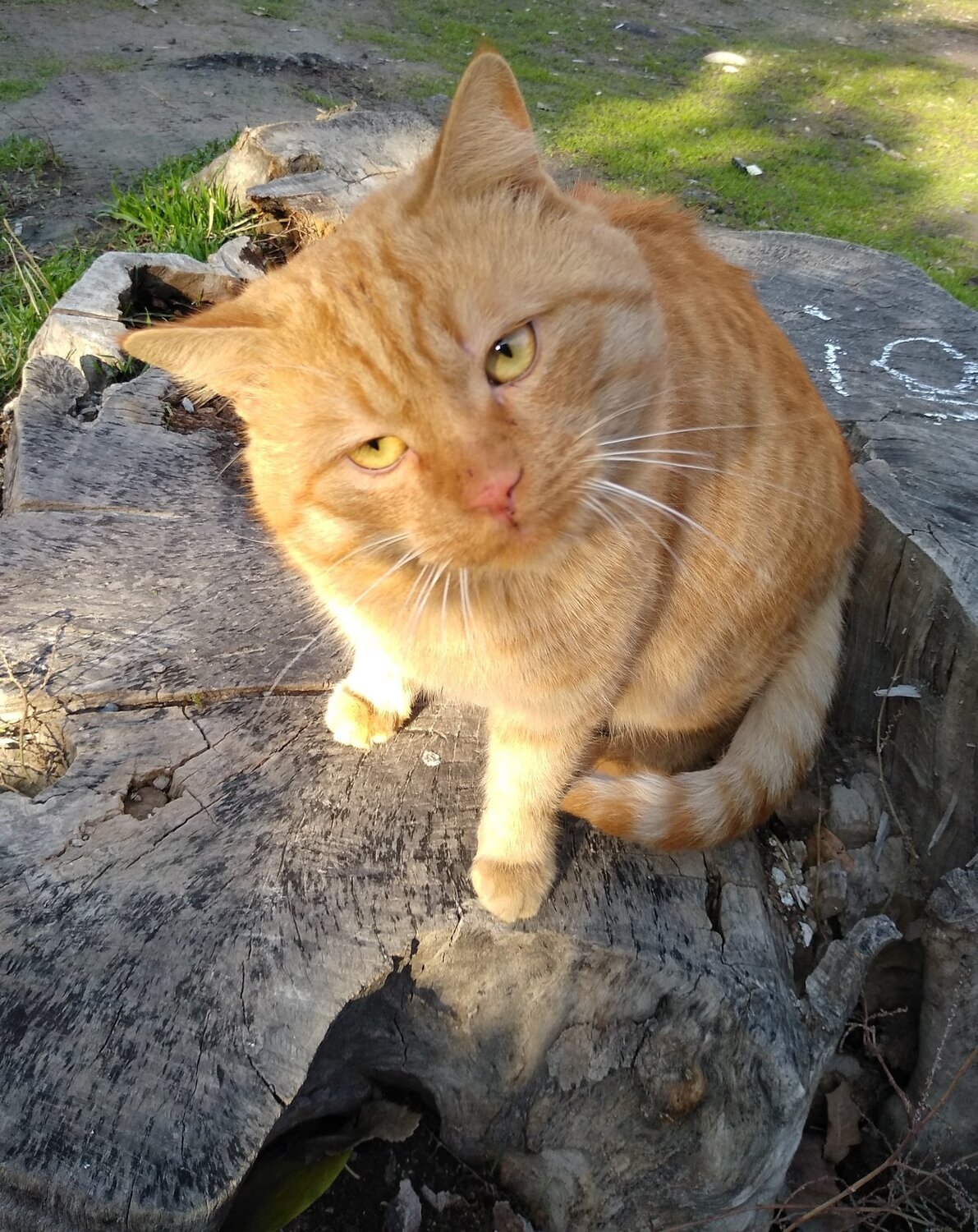 По-видимому, кота зовут Айо