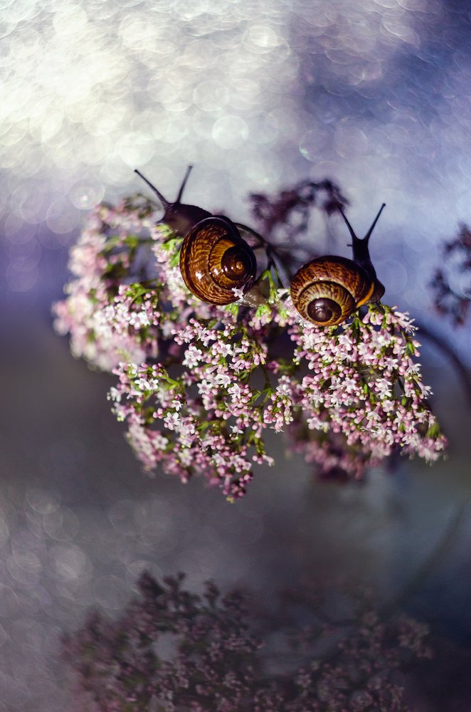 Фотография автора Майя Афзаал