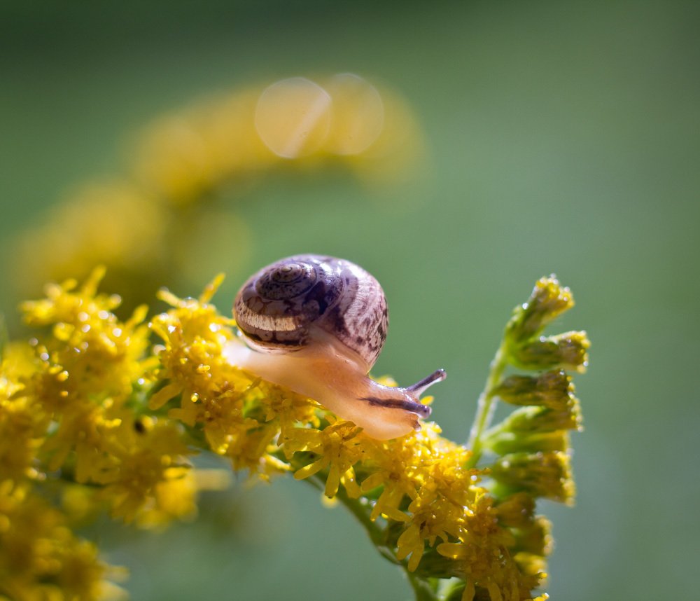 Ползти по желтым цветам
