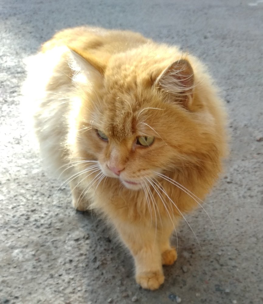 Кот Персик