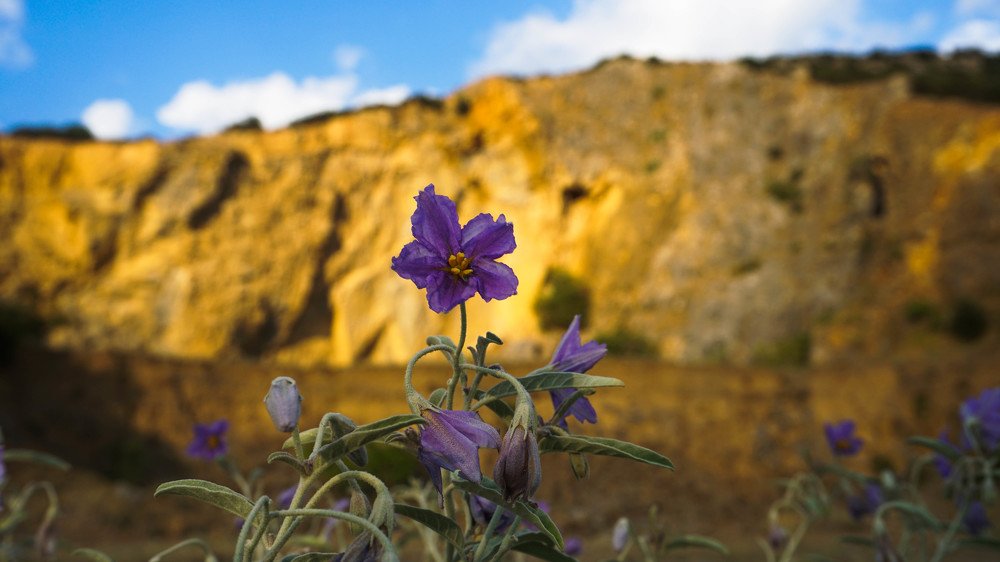dungeon flowers