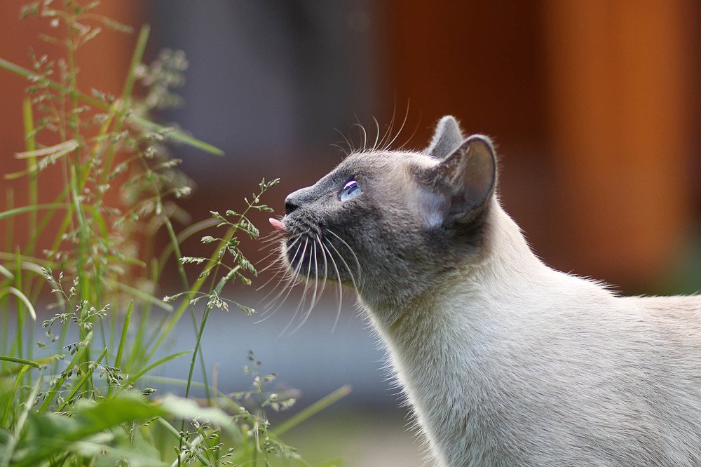 знакомство с природой