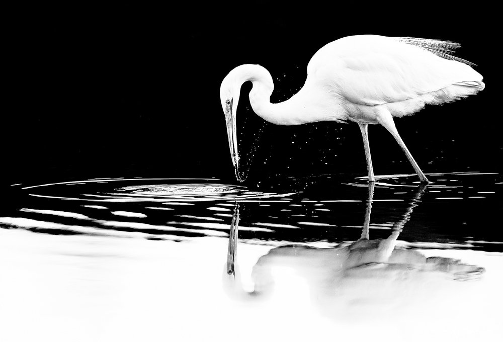 Egret's catch of the day