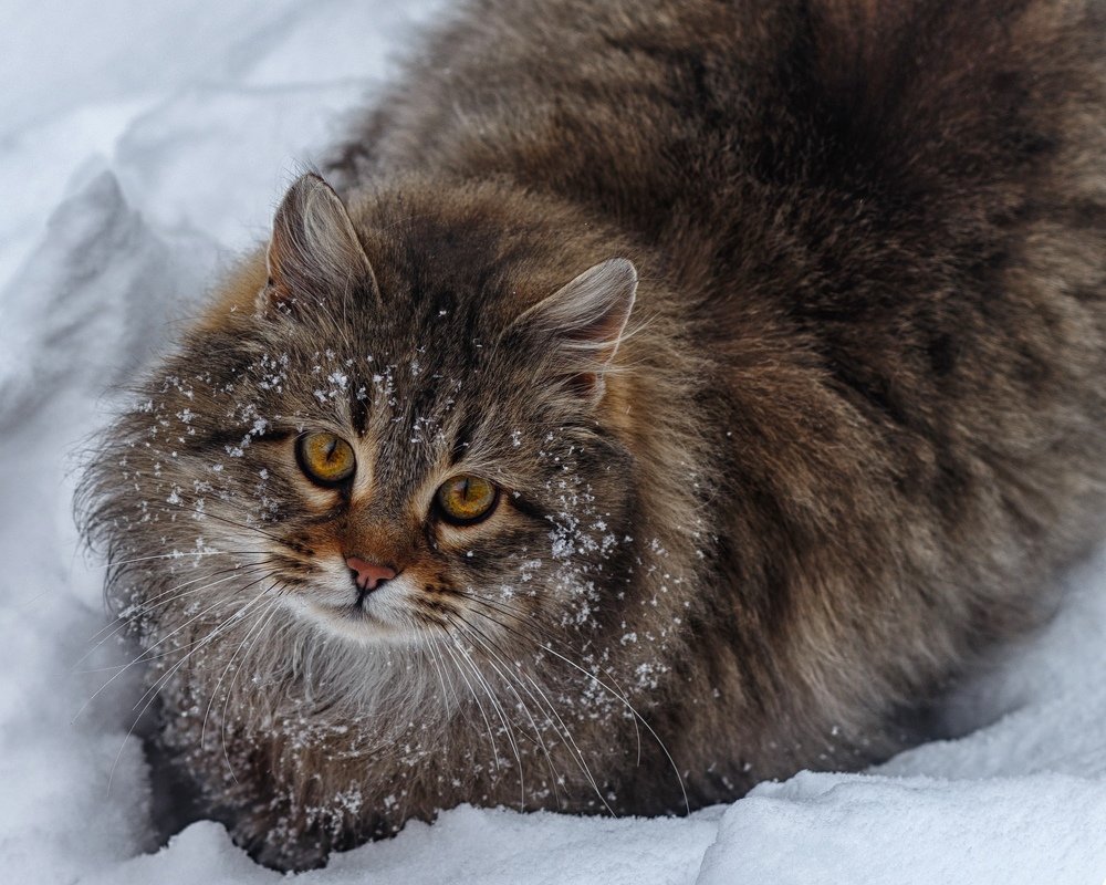 Photograph by Дарья Терещенко