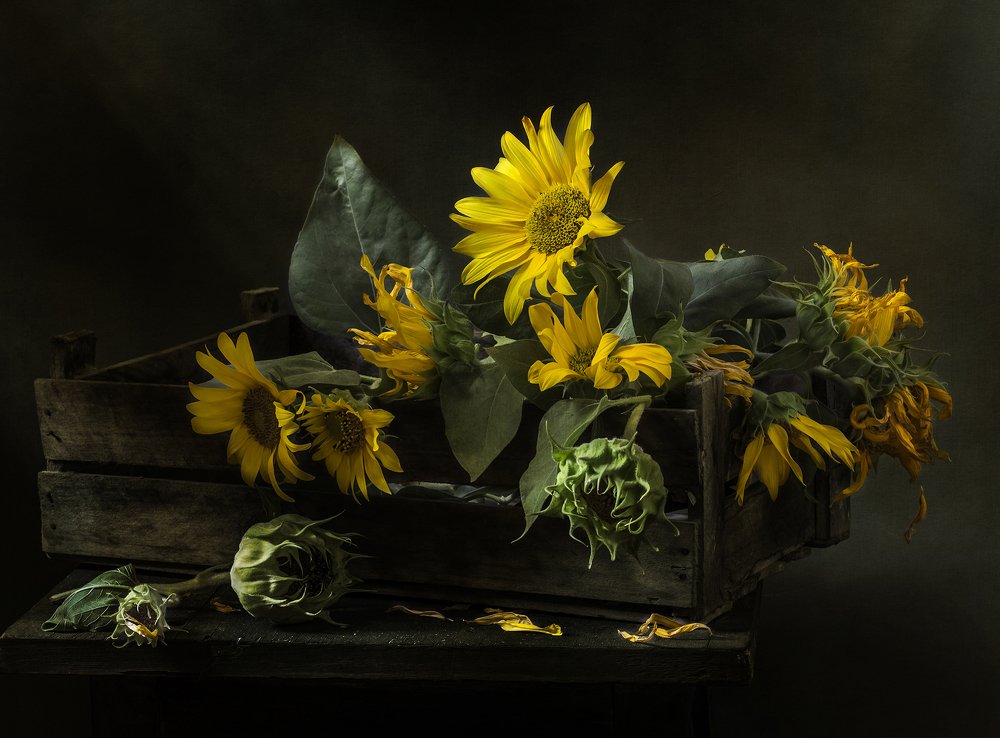 Подсолнухи