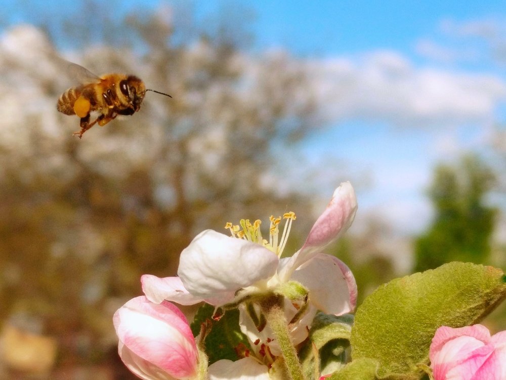 Пчела в полёте