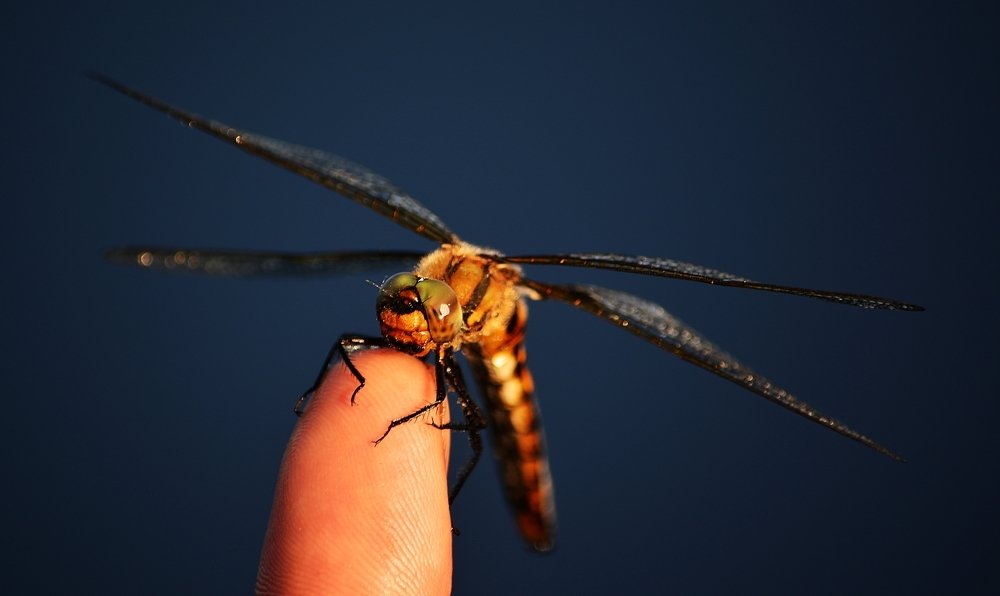 Rest after a long flight