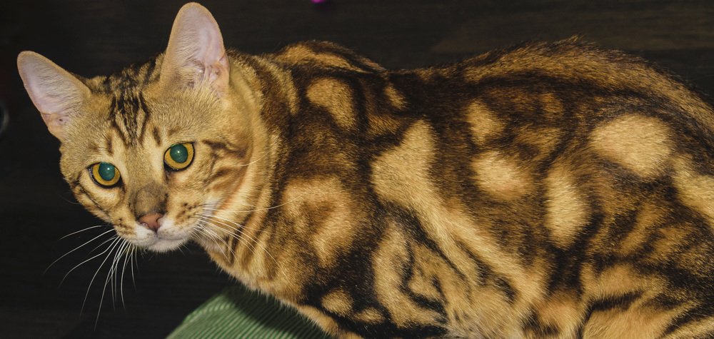 Я весь - внимание...