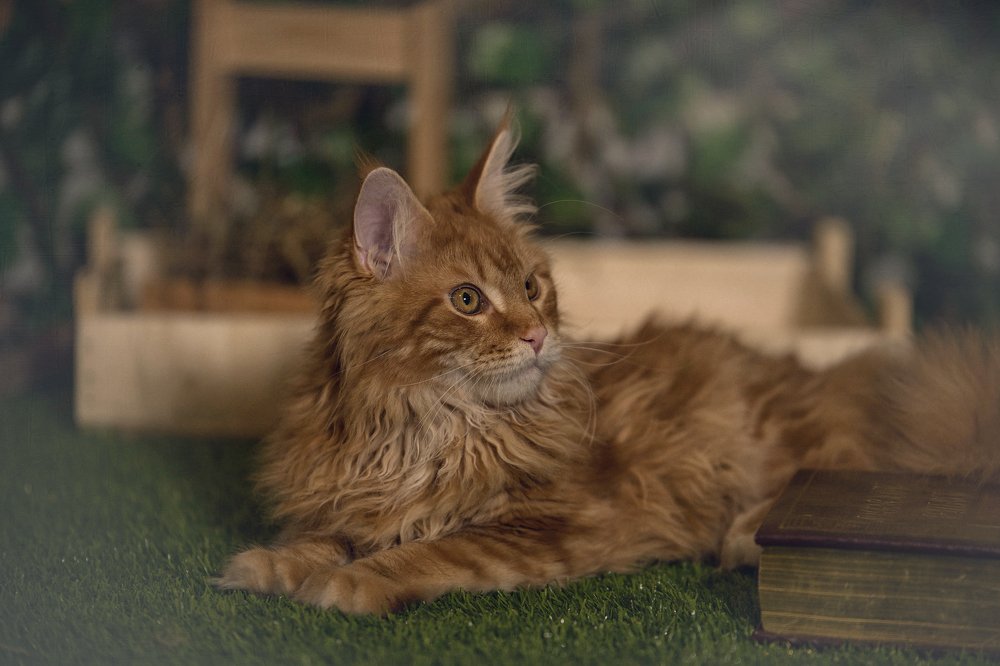 лучший друг