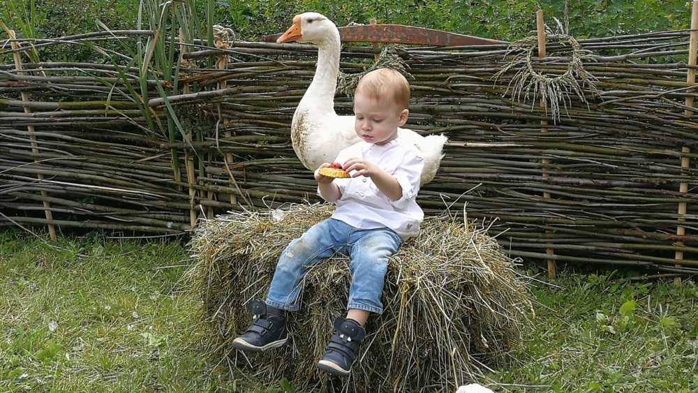 Хорошо в деревне летом