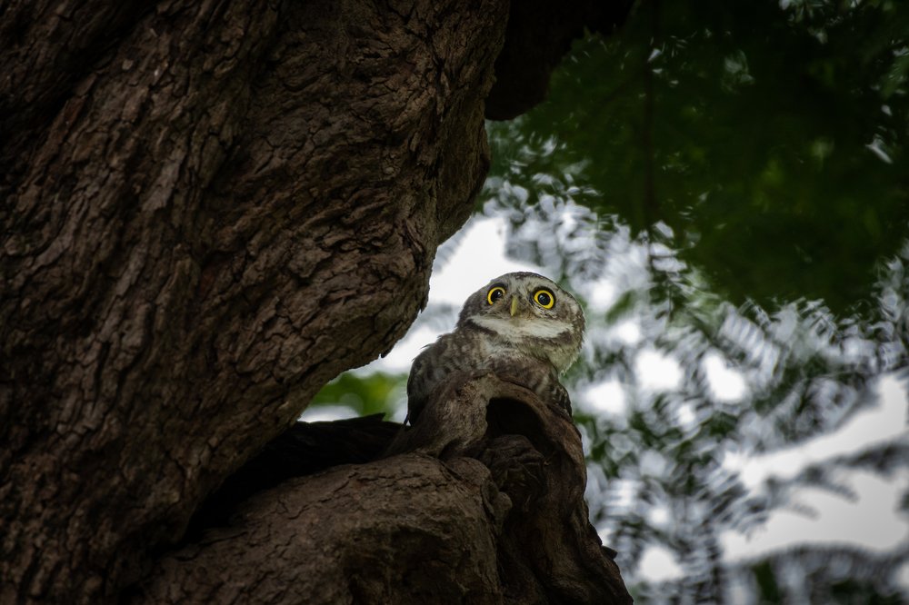 The Spotted Owlet
