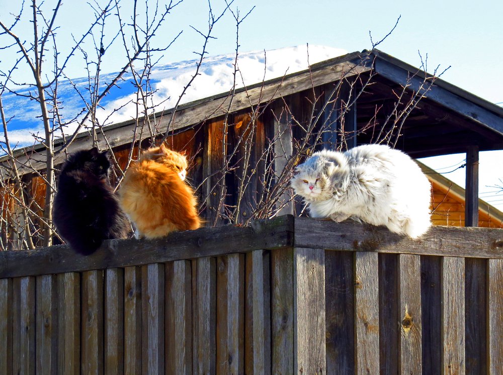 Трое из переулка Гагарина