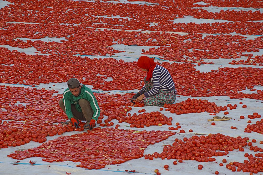 Tomato splitting