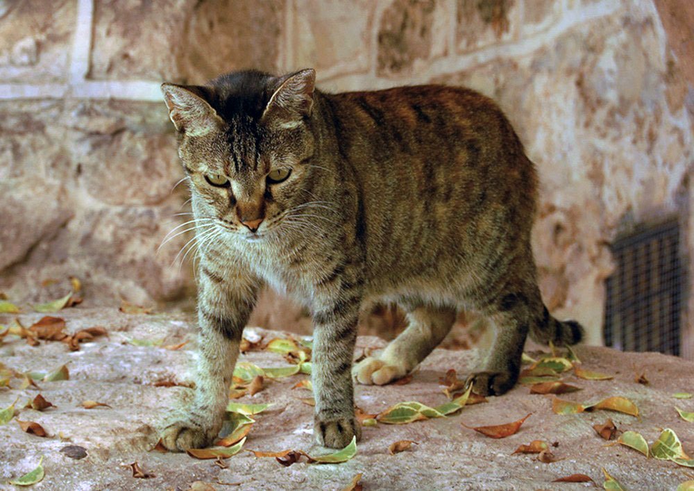 Photograph by Яков