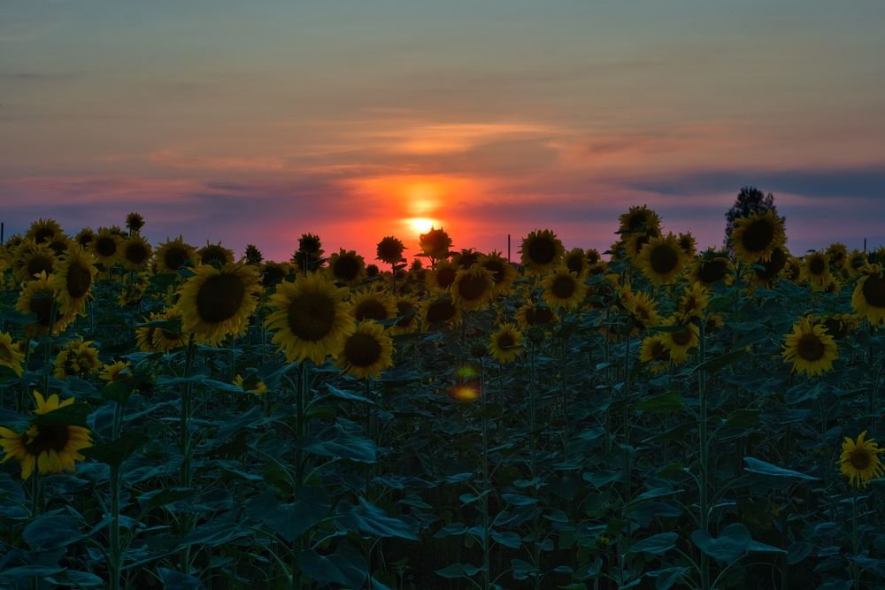Закат в подсолнухах
