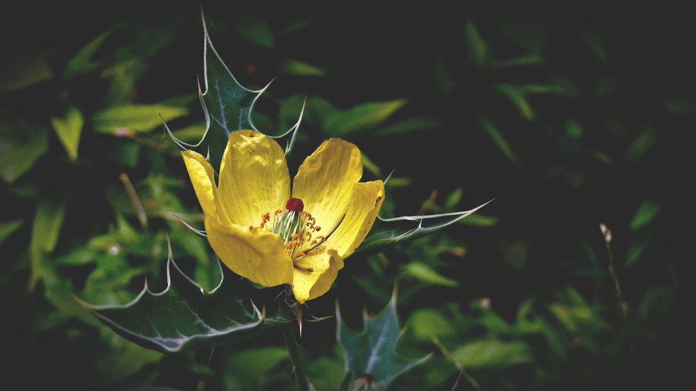 Flower