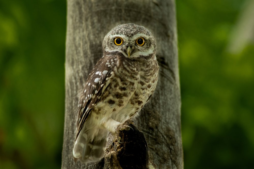 The Spotted Owlet