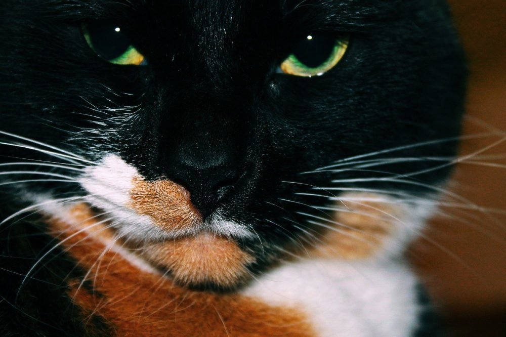 Кошачий взгляд