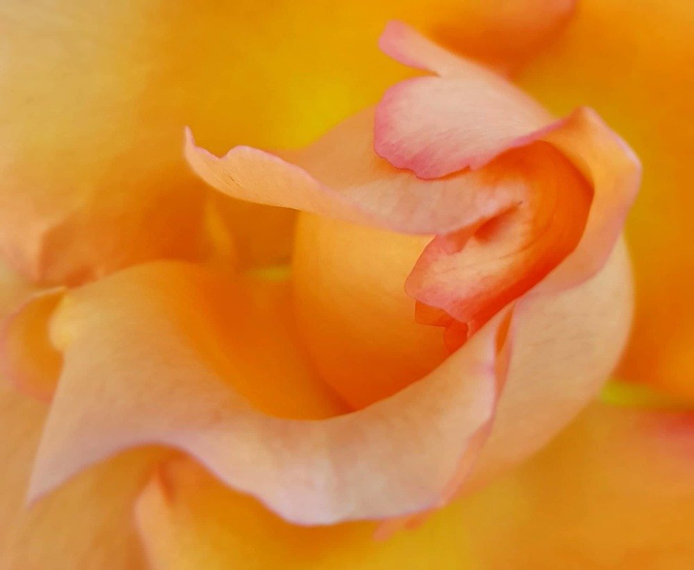 Нежность чувств