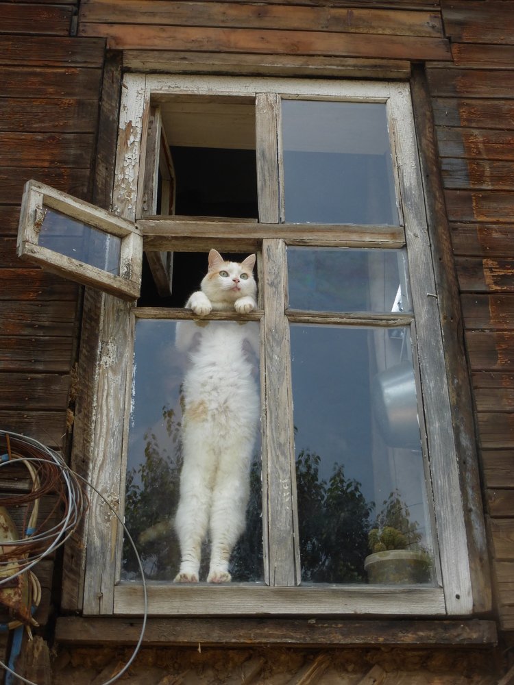 "Где ты свобода ?"