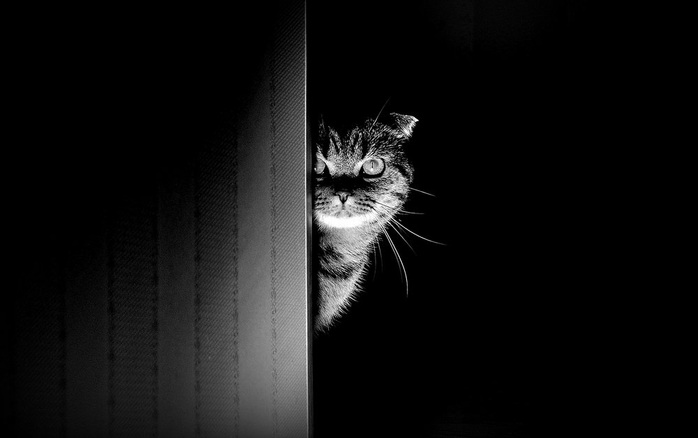 Невольный свидетель