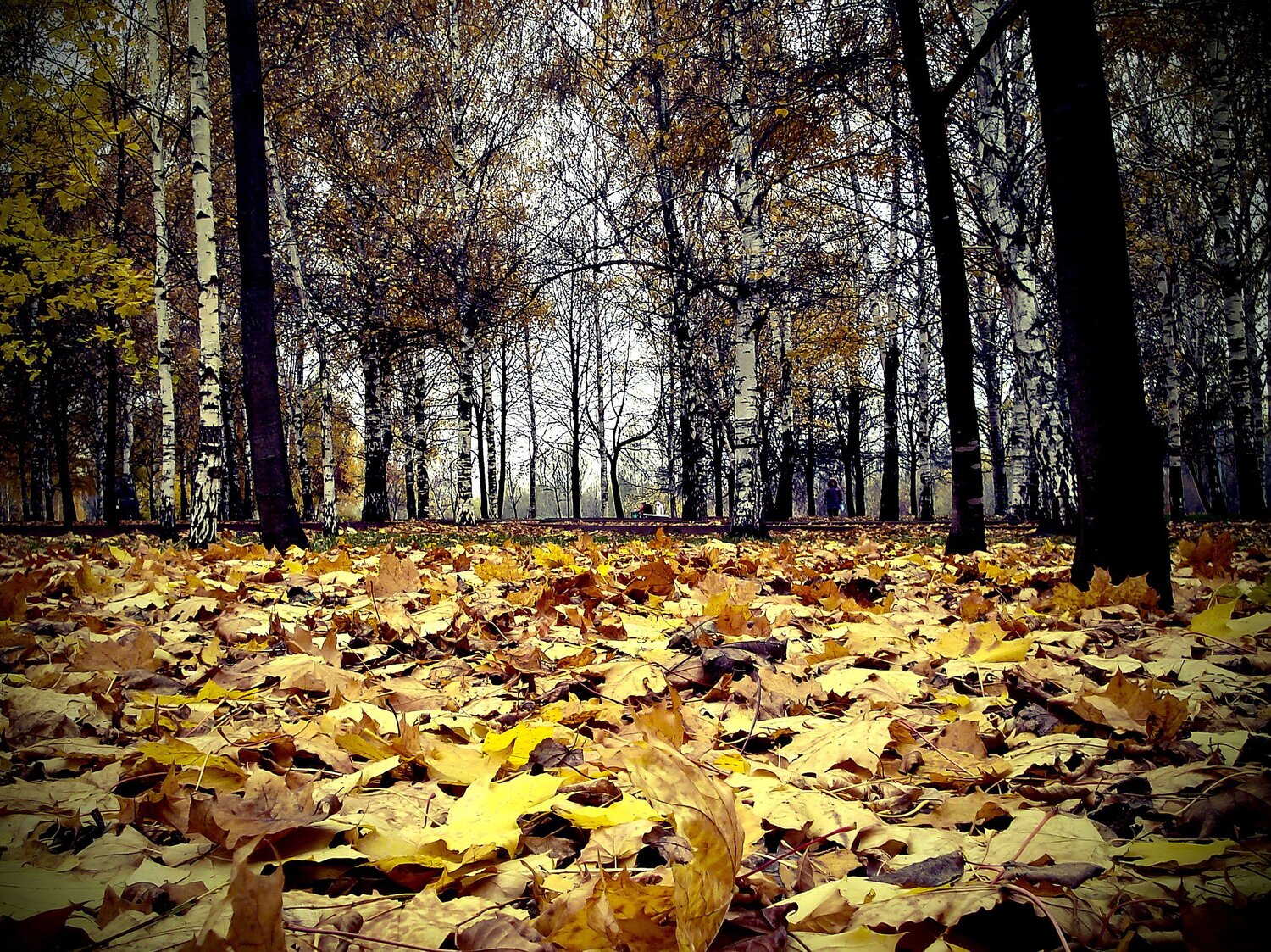 Photo #3430544