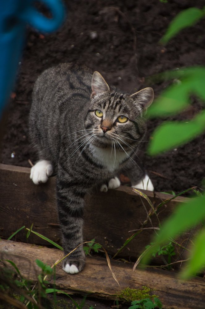 Кот-садовод