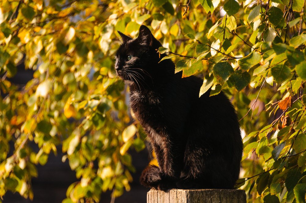 Созарцательница