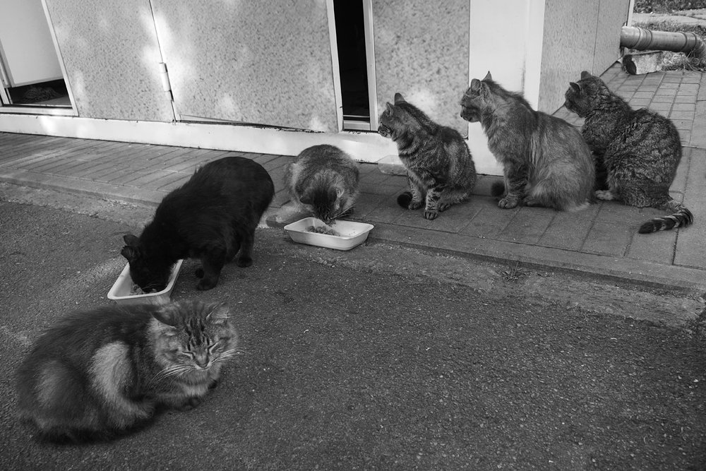 Photograph by Василий Чекорин