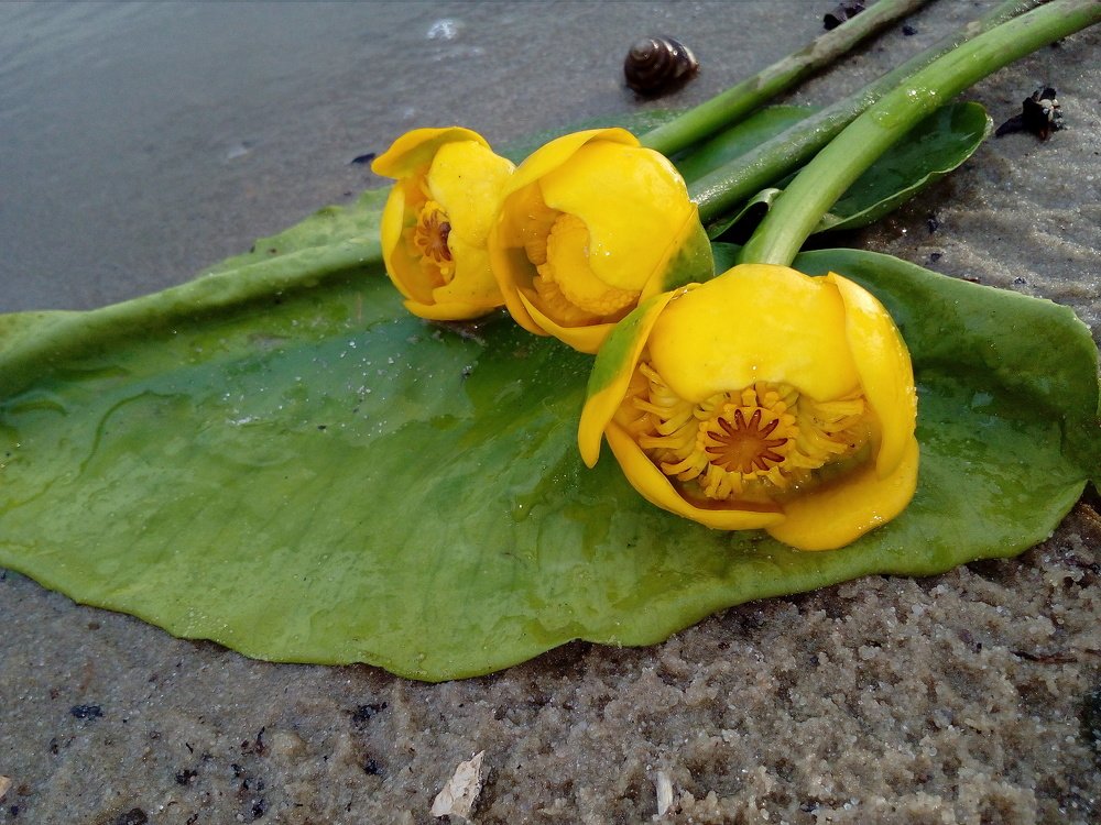 Photograph by Ирина Марченко