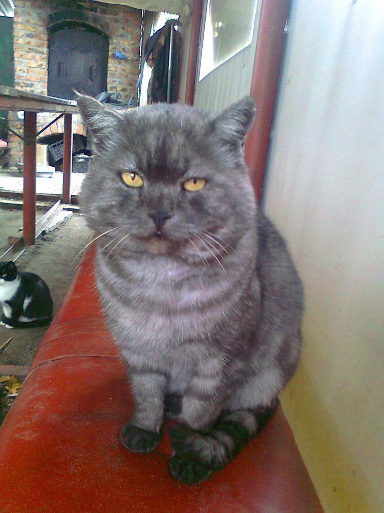 "Ты это... корм не забудь!"