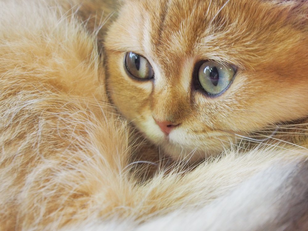 Photograph by Василий Чекорин