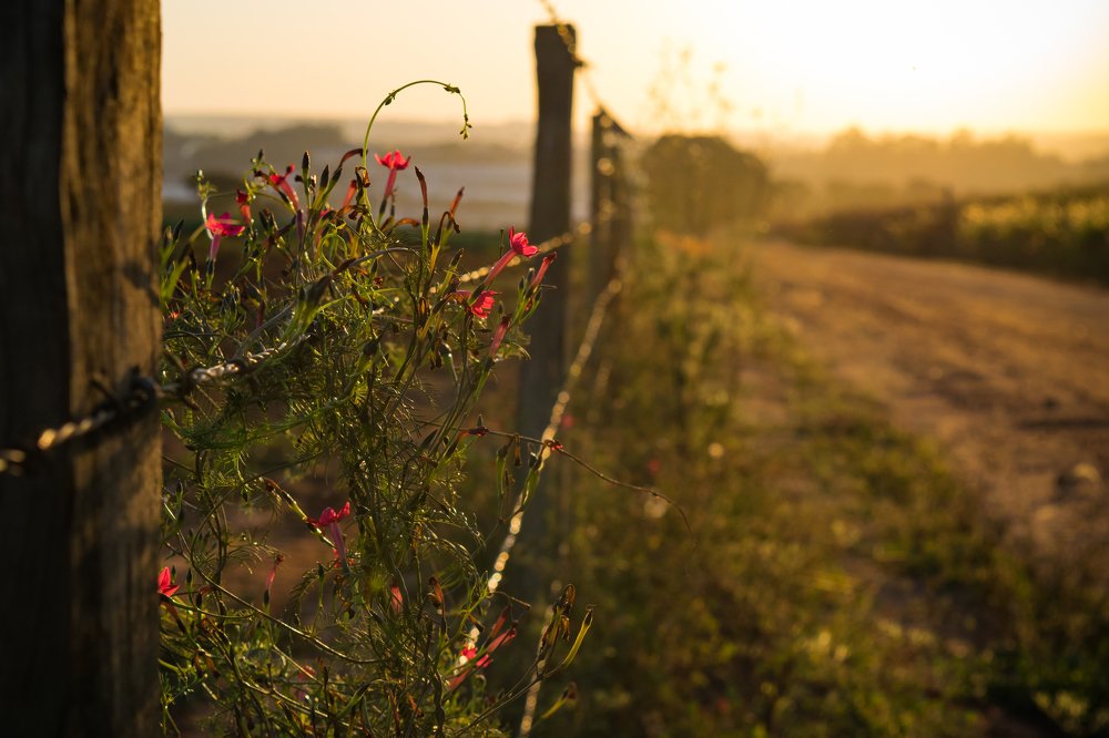 flowers in the sunset