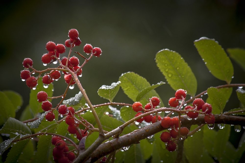 Плачет рябина вместе с природой