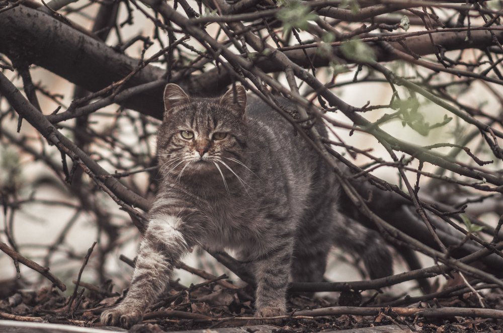 После полуденного сна
