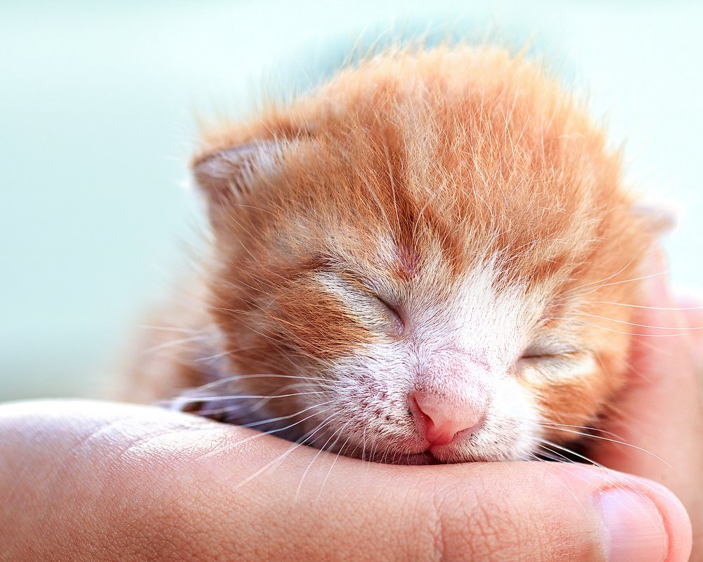 newborn cat