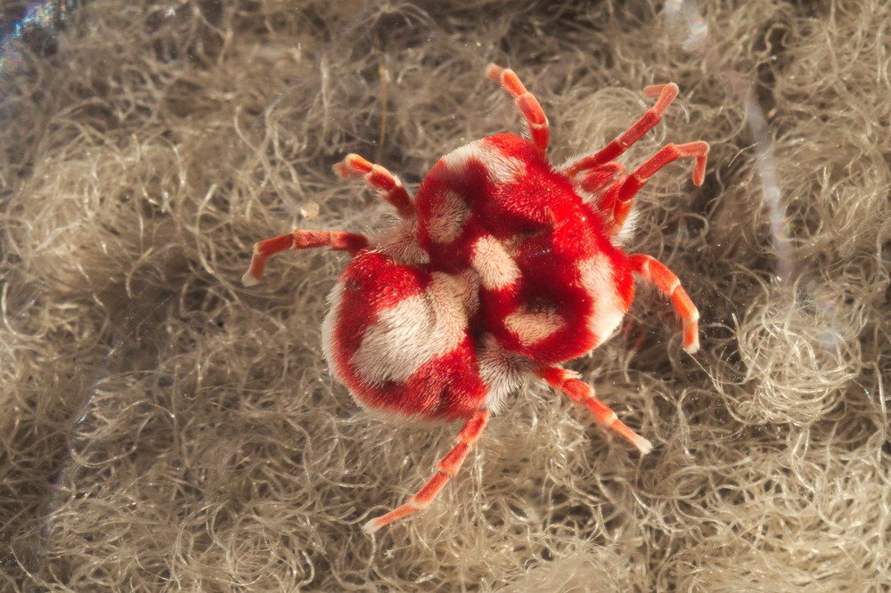 Giant Red Velvet Mite (Dinothrombium sp.)