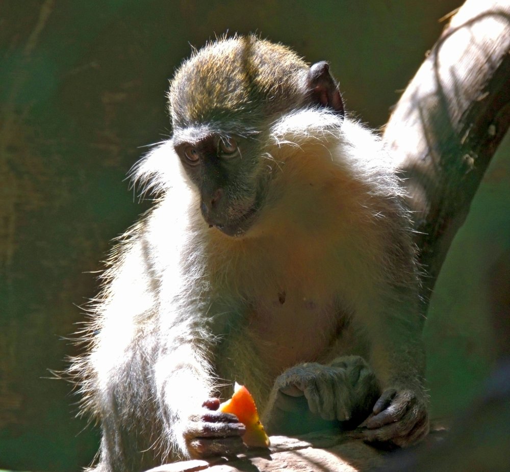 Зеленая мартышка