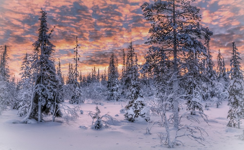 Зимний лес.