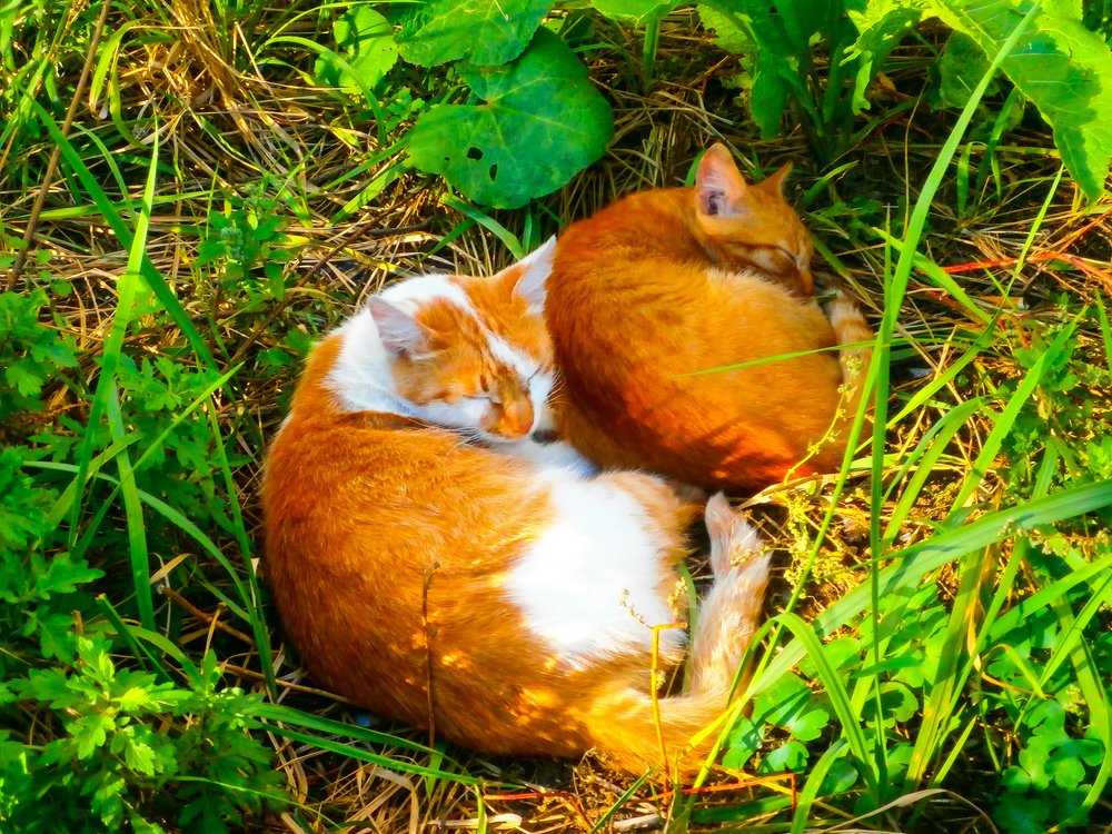 Рыжее счастье