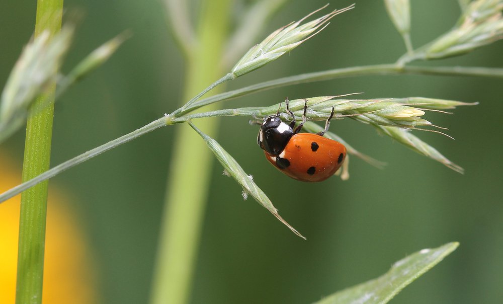 На травинке