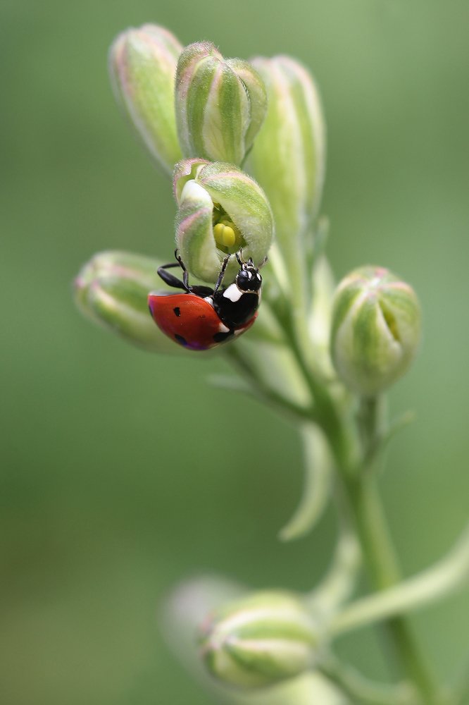 Любопытная