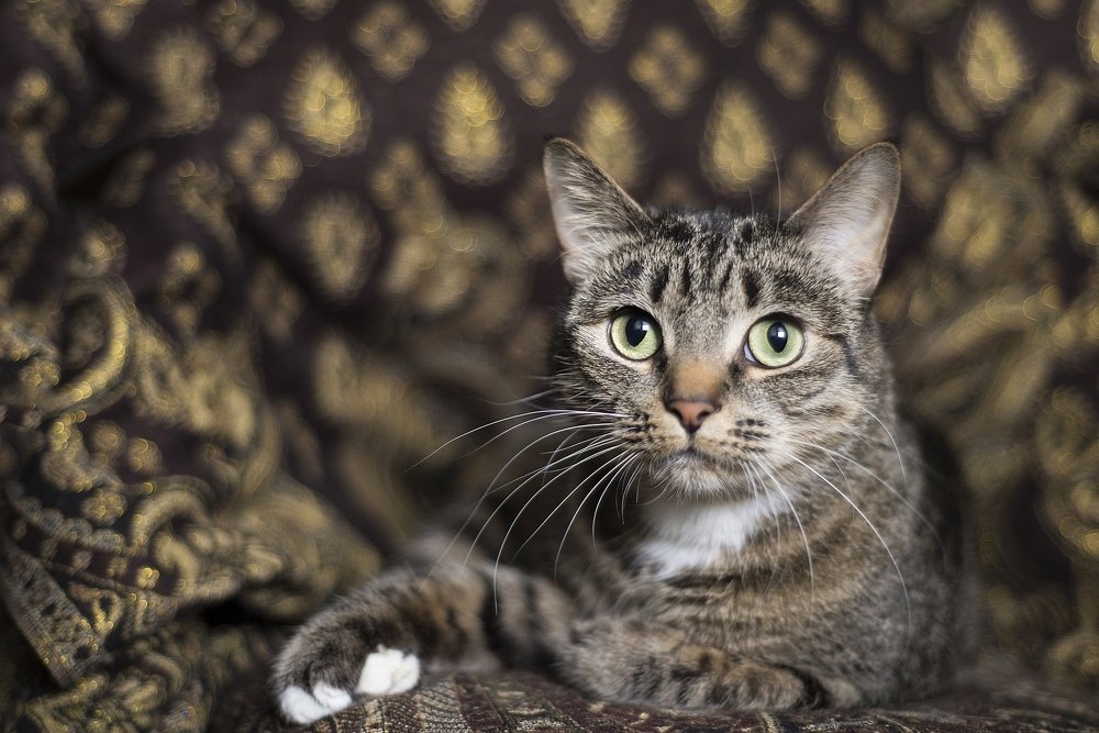 Настоящая дворянка...