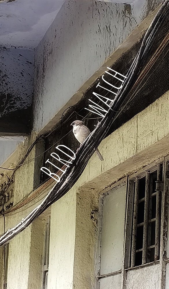 Bird watch.