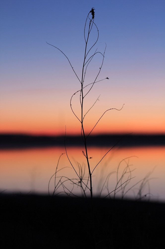 Танец травинки