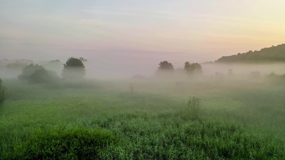 Сиреневый туман