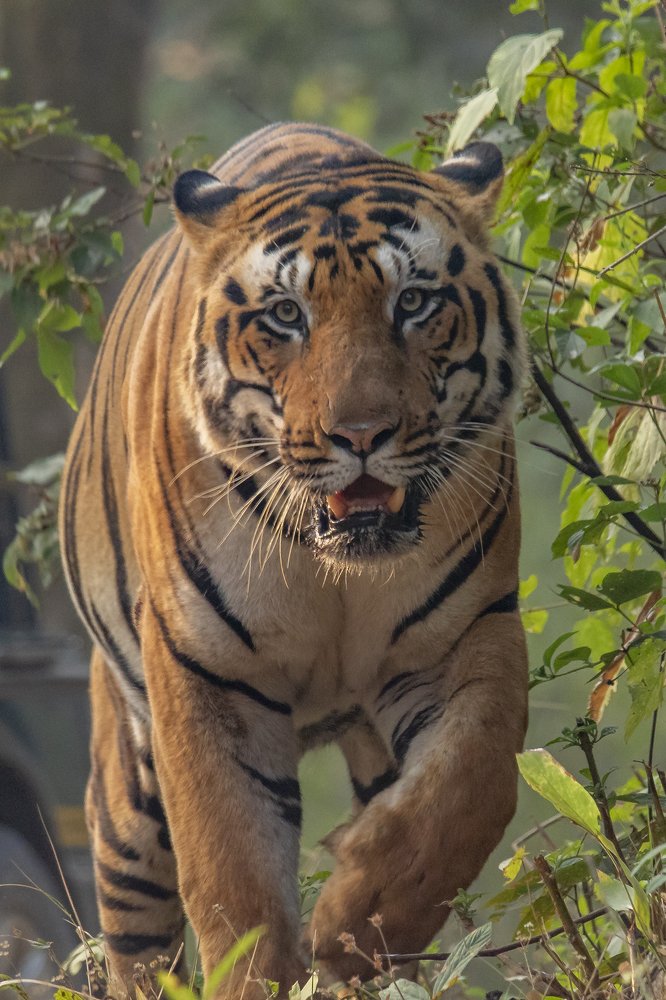His Majesty the king of Kanha