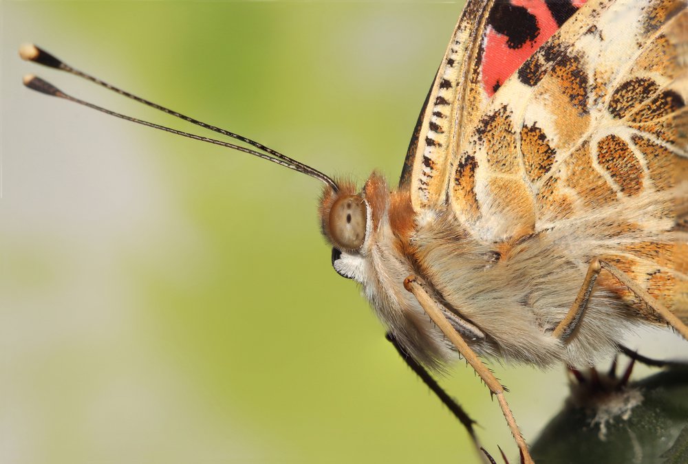 Портрет бабочки