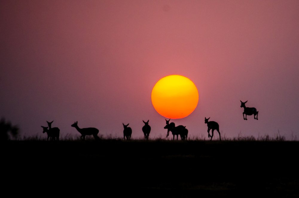 Leaping blackbucks in sunset
